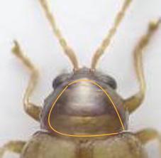 Réf. 244 643 : Longitarsus tabidus